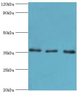 ANXA4 / Annexin IV Antibody (aa110-319)