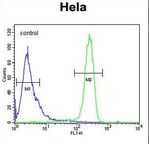 EFTUD1 Antibody (aa1062-1090)