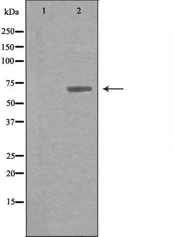 ARSG / Arylsulfatase G Antibody