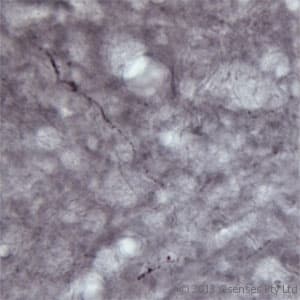 SLC17A7 / VGLUT1 Antibody (aa500-560)