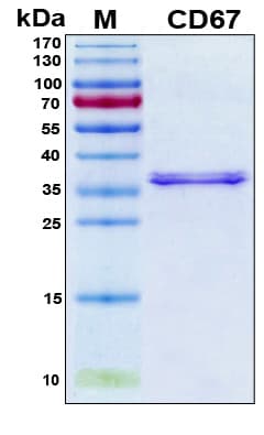Human CEACAM8 / CD66b Protein (Recombinant 6His, N-terminus)