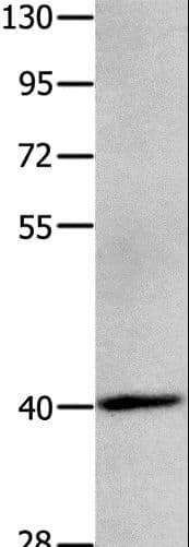 MAGEB4 Antibody