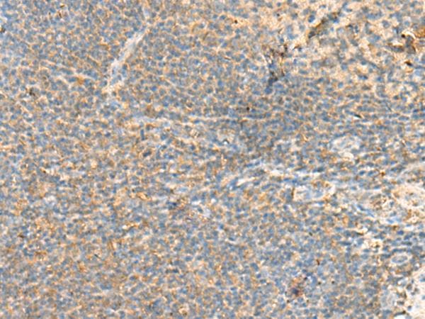 TTF / RHOH Antibody