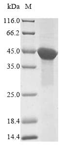 Human ACTL8 Protein (Recombinant 10His, N-terminus + Myc, C-terminus)