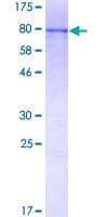 Human BAIAP2 / IRSP53 Protein (Recombinant GST)