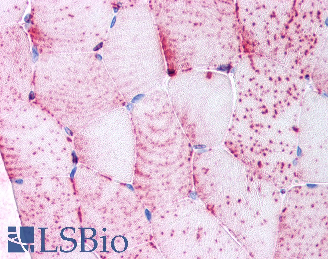 IHC-plus™ TNIK Antibody (Internal)