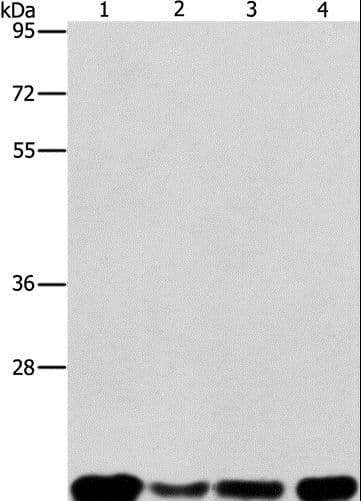 PEBP1 / RKIP Antibody