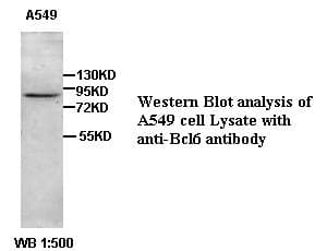 BCL6 Antibody