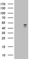 Monoclonal Mouse anti-Human DAP3 Antibody (clone OTI2D4, aa161-398, WB)