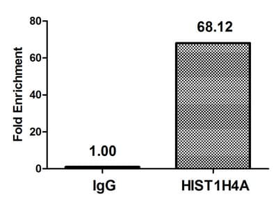 Polyclonal Rabbit anti-Human HIST1H4I Antibody (IHC, IF)