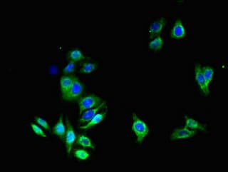 AQP1 / Aquaporin 1 Antibody