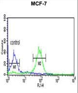 BOD1 Antibody (aa127-155)