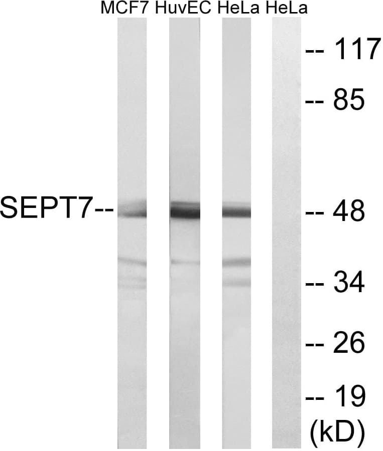 IHC-plus™ Polyclonal Rabbit anti-Human SEPT7 / Septin 7 Antibody (aa350-399, IHC, WB)