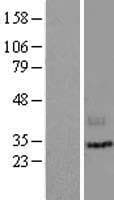 LIPH / Lipase Member H Protein (Over-Expression Lysate Myc-DDK (Flag))