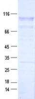 Human PCDHB5 Protein (Recombinant DDK,C-terminus)