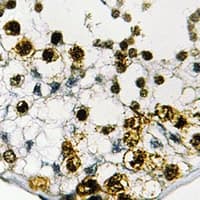 TRIM69 / Trif Antibody