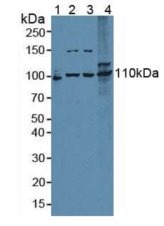 EXO1 Antibody (PE)