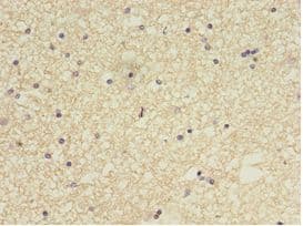 CCDC134 Antibody (aa23-229)
