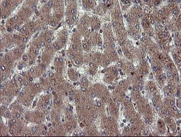 RYBP Antibody (clone OTI1B2, Carrier-free)