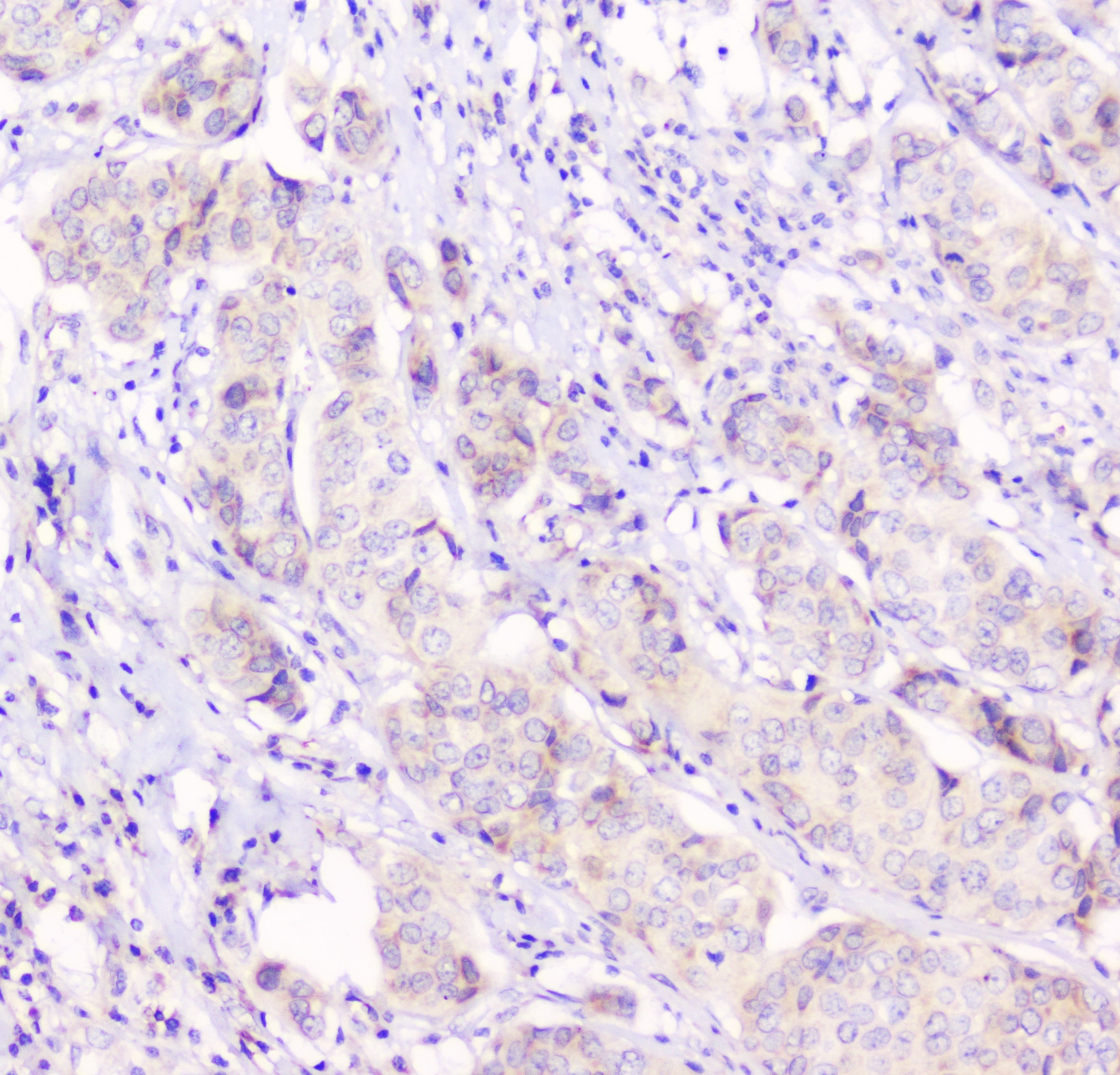 GJA1 / CX43 / Connexin 43 Antibody (aa351-367)