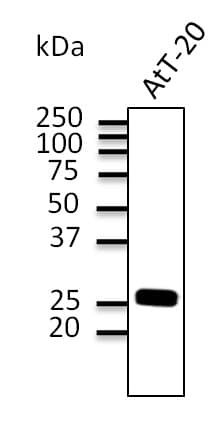 IHC-plus™ Rab3 Antibody (C-Terminus)