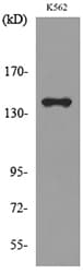 RFC1 / RFC Antibody