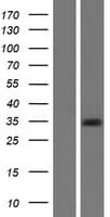 GJB1 / CX32 / Connexin 32 Protein (Over-Expression Lysate Myc-DDK (Flag))