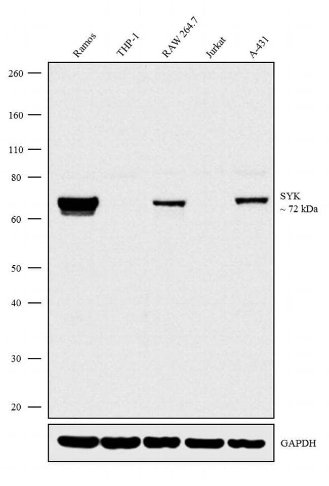 SYK Antibody (clone SYK-01)