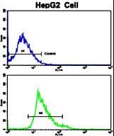 CKM / Creatine Kinase MM Antibody (aa283-313)