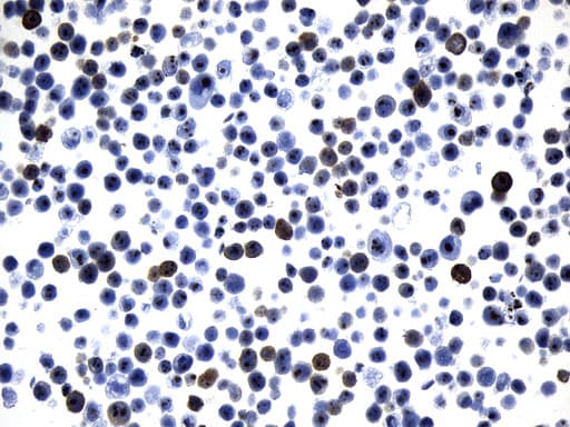 AGR2 Antibody (aa21-175, clone UMAB245, Carrier-free)