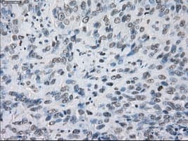 KDM4C / JMJD2C Antibody (clone OTI5B9)