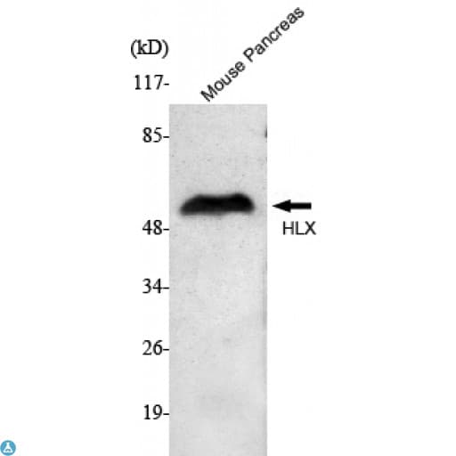 HLX1 / HLX Antibody