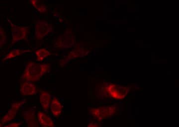 GORASP2 / GRASP55 Antibody