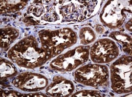 POGK Antibody (clone OTI6D5, Carrier-free)