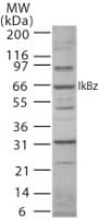 NFKBIZ / IKBZ Antibody (aa186-199)
