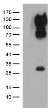CD34 Antibody (aa312-385, clone OTI12F2)