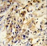 RPGRIP1 Antibody (aa530-557)