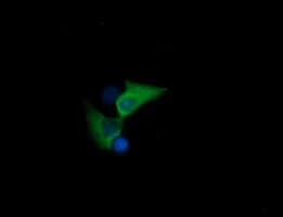 HSPA8 / HSC70 Antibody (clone OTI1H3)