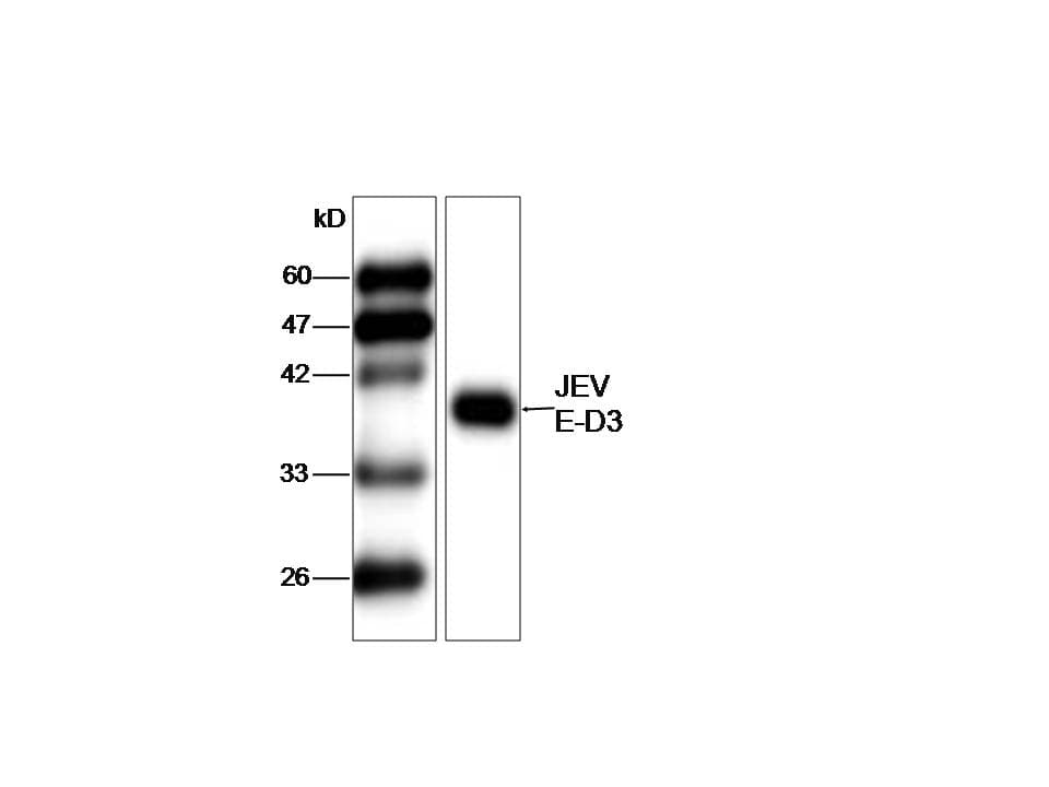 Japanese Encephalitis Virus Antibody (aa291-402)