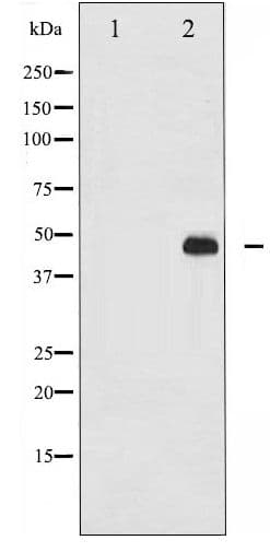 JUN / c-Jun Antibody (phospho-Thr93)