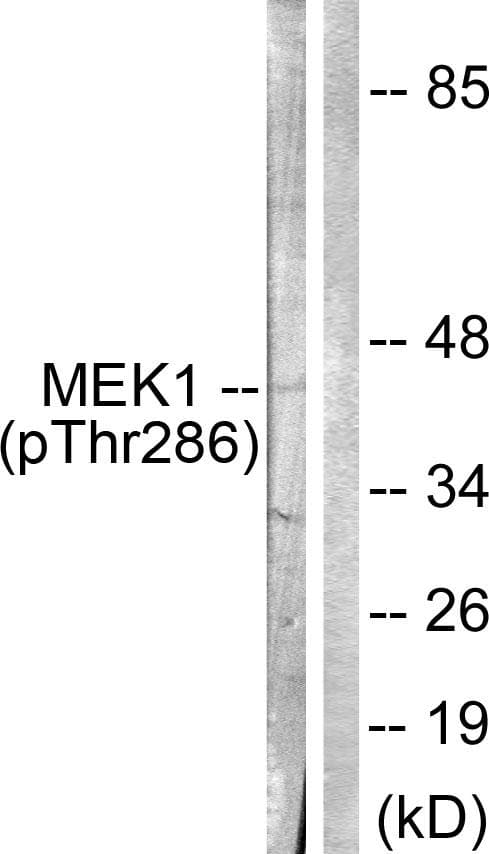 MAP2K1 / MKK1 / MEK1 Antibody (phospho-Thr286)