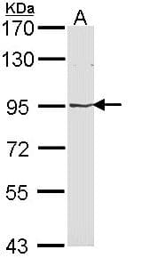 PathPlus™ MVP / VAULT1 Antibody (aa158-380)