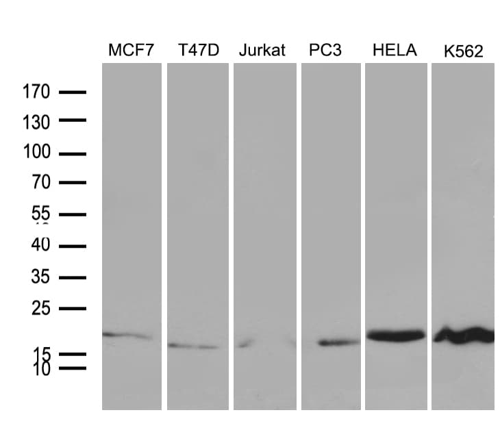 SUB1 Antibody (clone OTI4C10)