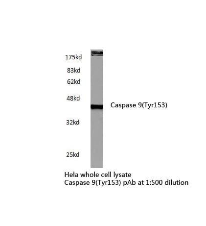 CASP9 / Caspase 9 Antibody (Tyr153)
