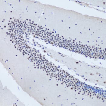 AHSP / EDRF Antibody