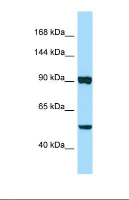 PAPLN Antibody (aa404-453)