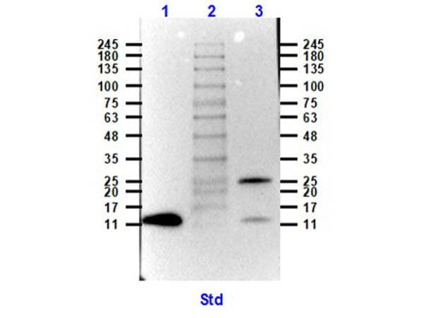 GDF15 Antibody (Biotin)