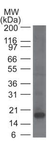 Monoclonal Mouse anti-Human KLRB1 / CD161 Antibody (clone 14F1F11, aa68-225, WB)