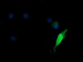 KIF25 Antibody (clone OTI2F4)