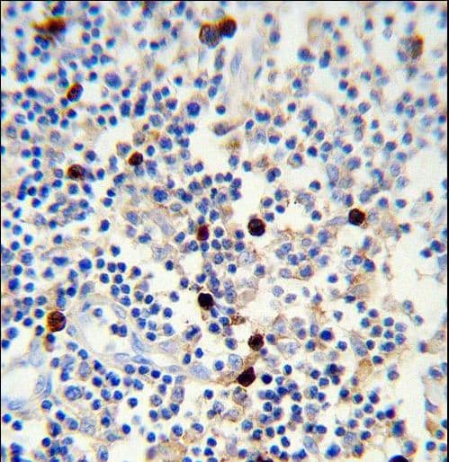 Monoclonal Mouse Anti-Human Lambda Light Chain Secondary Antibody (IHC, WB)